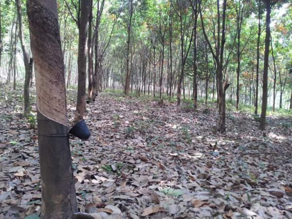 Tankabati Rubber Estates